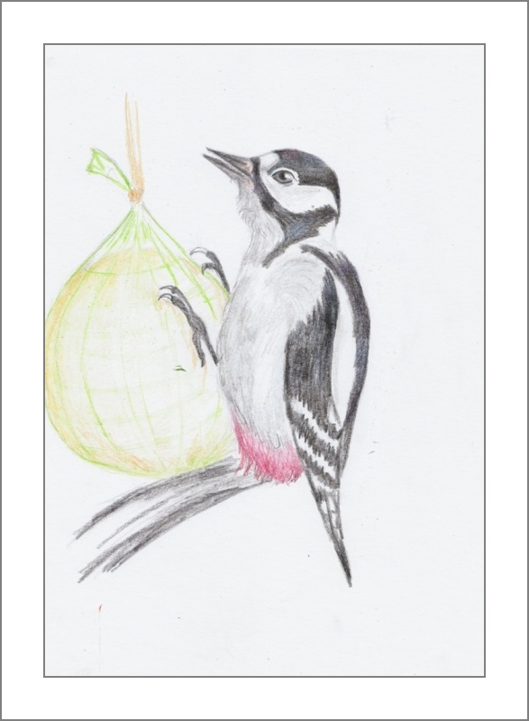 Fler BLOG | Kreslíme / Ptáci v zimě - krmit či nekrmit?